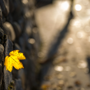 16-THE-YELLOW-BOX20151030-VOURLES